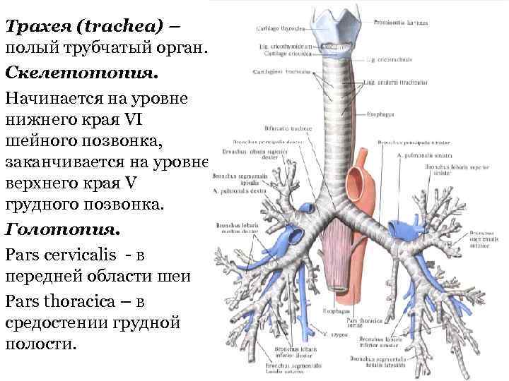 Функции трахеи. Трахея и бронхи человека. Бронхи анатомия человека строение. Бронхи строение кратко. Строение бронхов человека анатомия.