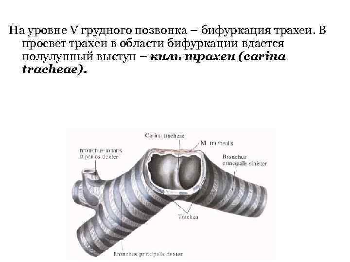 На уровне V грудного позвонка – бифуркация трахеи. В просвет трахеи в области бифуркации