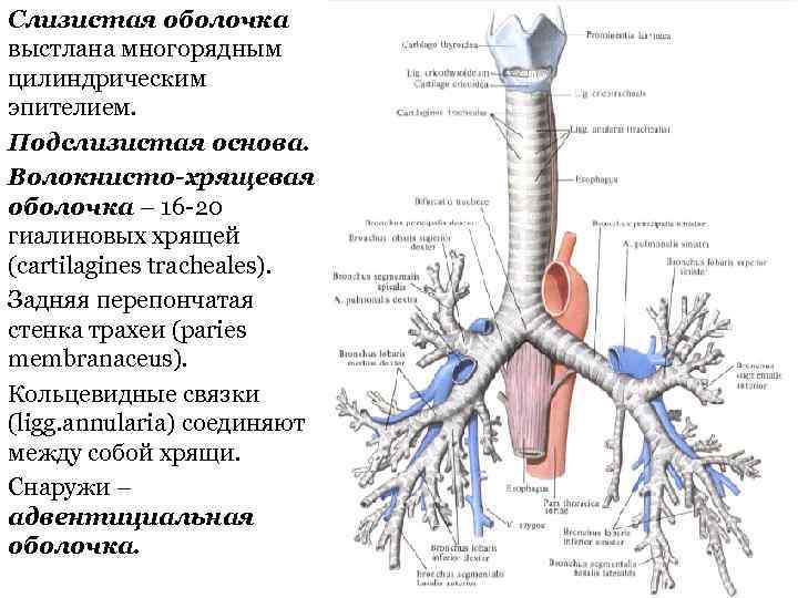 Слизистая оболочка выстлана многорядным цилиндрическим эпителием. Подслизистая основа. Волокнисто-хрящевая оболочка – 16 -20 гиалиновых