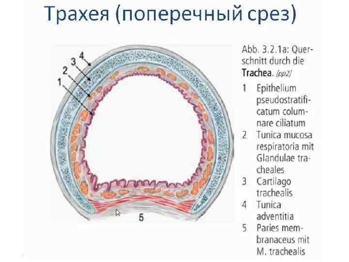 Трахея гистология препарат рисунок