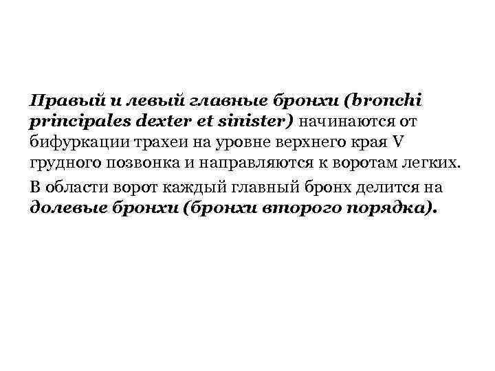 Правый и левый главные бронхи (bronchi principales dexter et sinister) начинаются от бифуркации трахеи