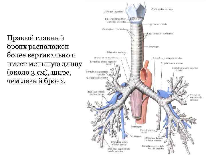 Правый главный бронх расположен более вертикально и имеет меньшую длину (около 3 см), шире,