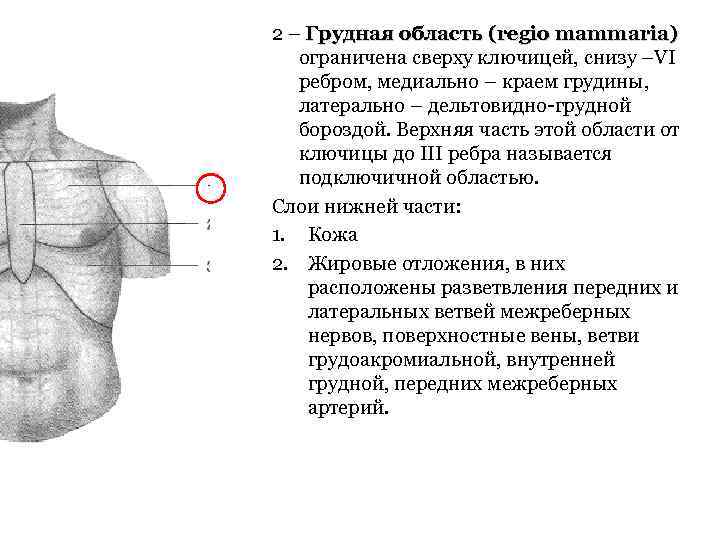 2 – Грудная область (regio mammaria) ограничена сверху ключицей, снизу –VI ребром, медиально –