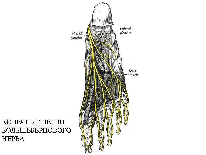 КОНЕЧНЫЕ ВЕТВИ БОЛЬШЕБЕРЦОВОГО НЕРВА 