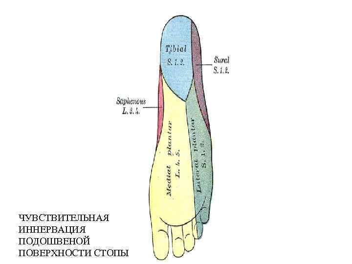 ЧУВСТВИТЕЛЬНАЯ ИННЕРВАЦИЯ ПОДОШВЕНОЙ ПОВЕРХНОСТИ СТОПЫ 