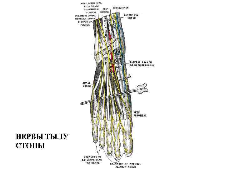НЕРВЫ ТЫЛУ СТОПЫ 