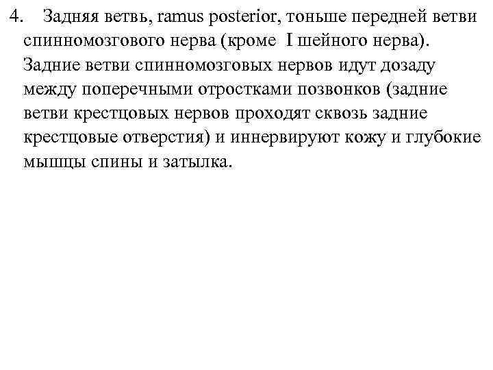 4. Задняя ветвь, ramus posterior, тоньше передней ветви спинномозгового нерва (кроме І шейного нерва).