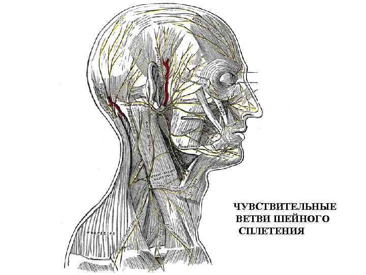 ЧУВСТВИТЕЛЬНЫЕ ВЕТВИ ШЕЙНОГО СПЛЕТЕНИЯ 