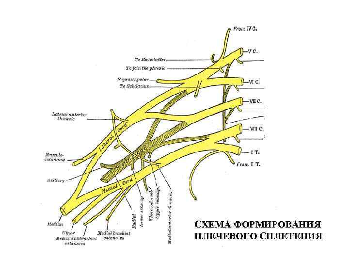 СХЕМА ФОРМИРОВАНИЯ ПЛЕЧЕВОГО СПЛЕТЕНИЯ 