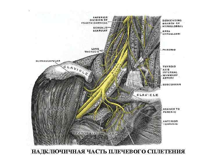 НАДКЛЮЧИЧНАЯ ЧАСТЬ ПЛЕЧЕВОГО СПЛЕТЕНИЯ 