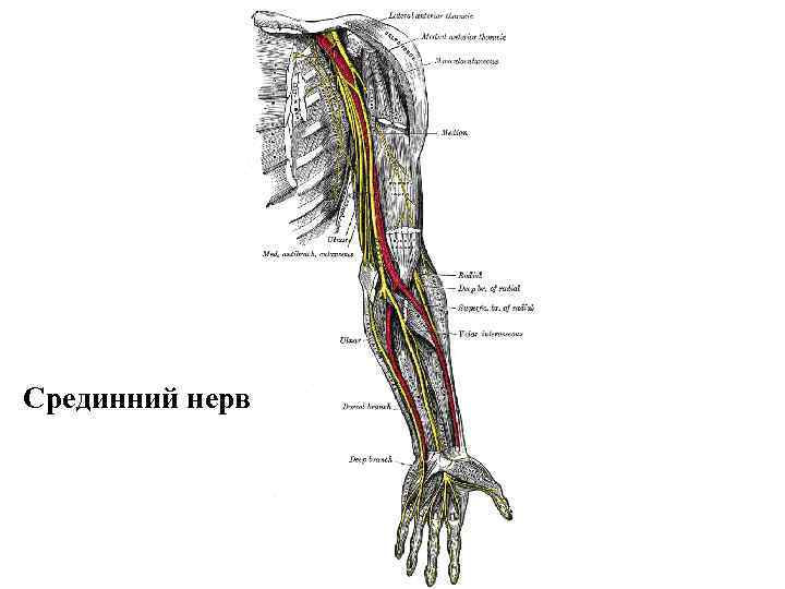 Срединний нерв 