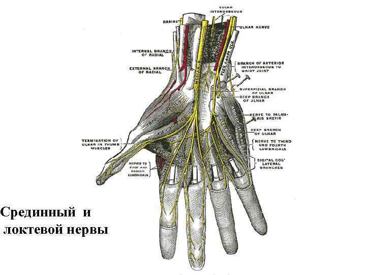 Срединный и локтевой нервы 
