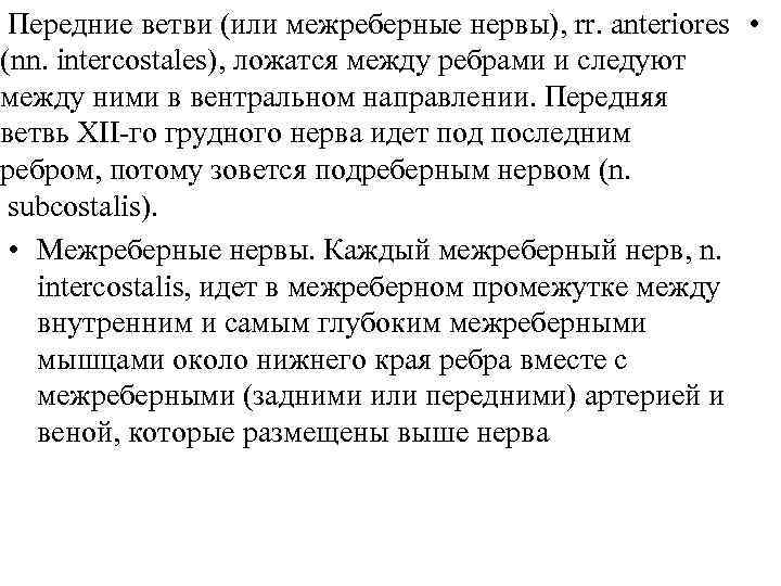 Передние ветви (или межреберные нервы), rr. anteriores • (nn. intercostales), ложатся между ребрами и