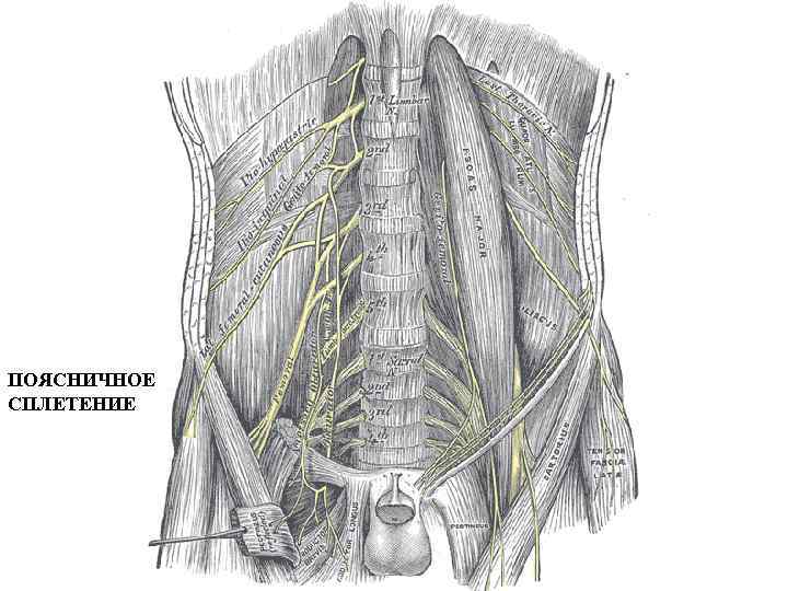 ПОЯСНИЧНОЕ СПЛЕТЕНИЕ 
