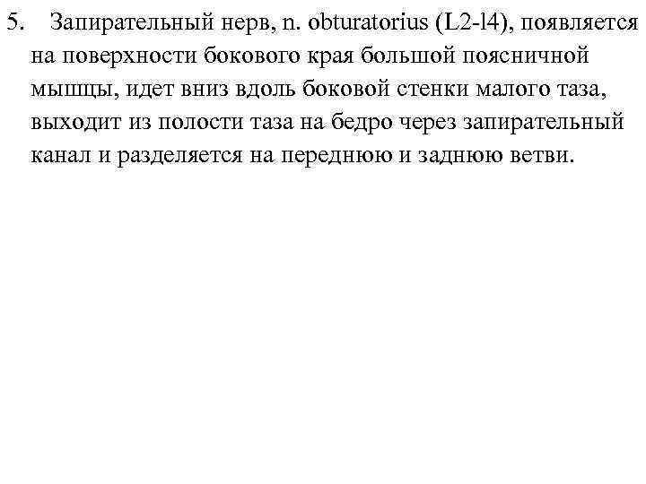 5. Запирательный нерв, n. obturatorius (L 2 -l 4), появляется на поверхности бокового края