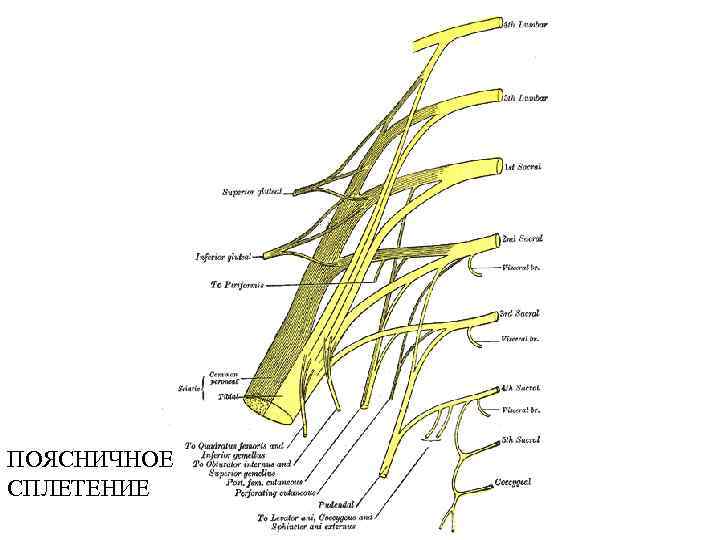 ПОЯСНИЧНОЕ СПЛЕТЕНИЕ 