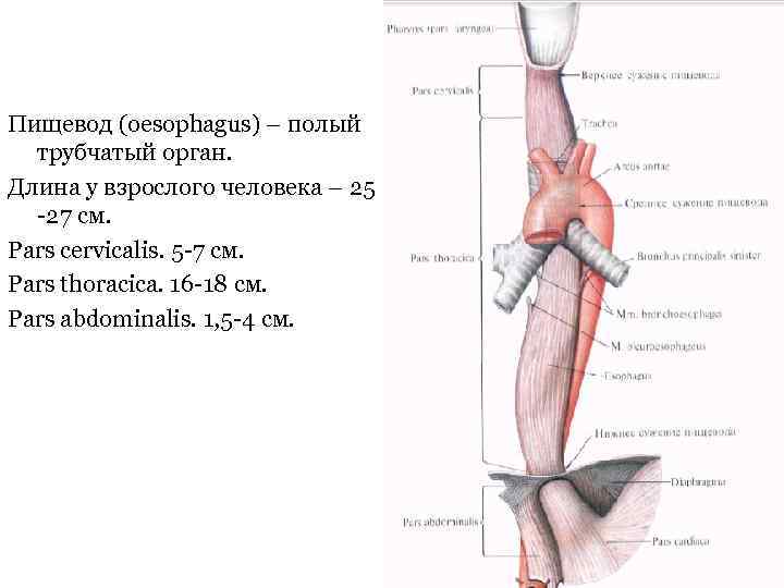 Пищевод (oesophagus) – полый трубчатый орган. Длина у взрослого человека – 25 -27 см.