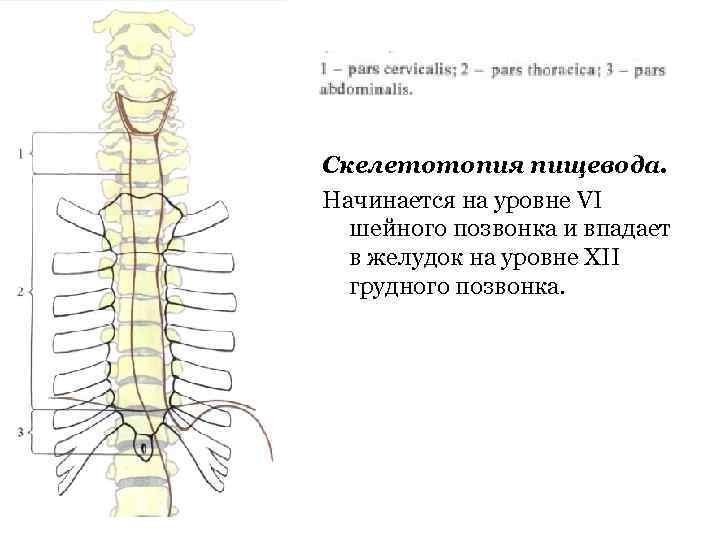 Скелетотопия пищевода. Начинается на уровне VI шейного позвонка и впадает в желудок на уровне