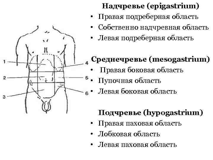 Надчревье (epigastrium) • Правая подреберная область • Собственно надчревная область • Левая подреберная область