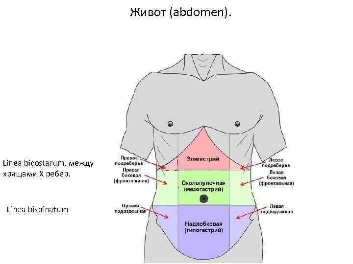 Живот (abdomen). Linea bicostarum, между хрящами X ребер. Linea bispinatum 