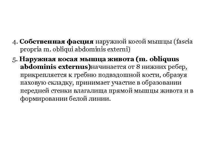 4. Собственная фасция наружной косой мышцы (fascia propria m. obliqui abdominis externi) 5. Наружная