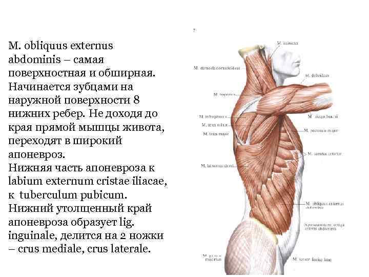 M. obliquus externus abdominis – самая поверхностная и обширная. Начинается зубцами на наружной поверхности