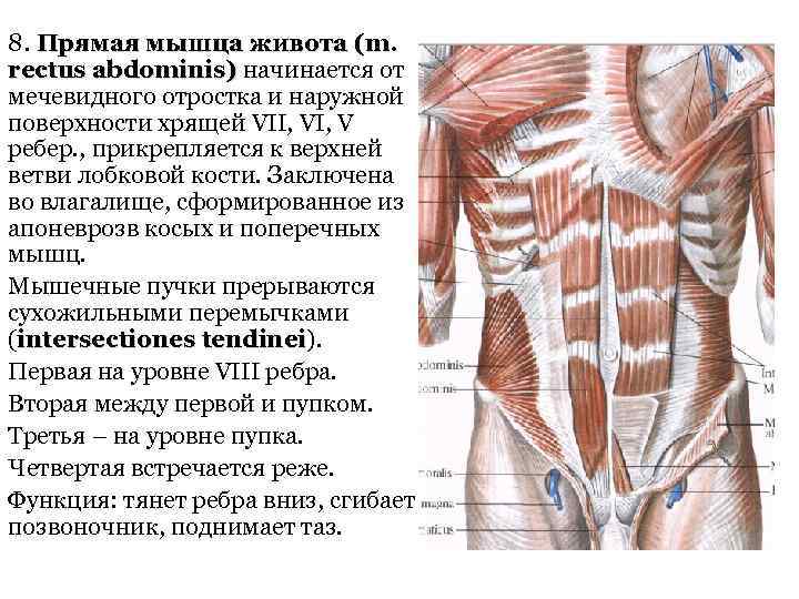 8. Прямая мышца живота (m. rectus abdominis) начинается от мечевидного отростка и наружной поверхноcти