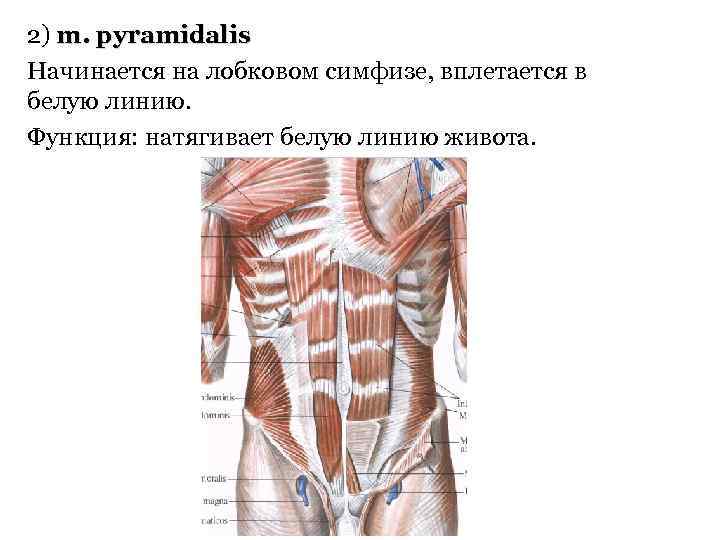 2) m. pyramidalis Начинается на лобковом симфизе, вплетается в белую линию. Функция: натягивает белую