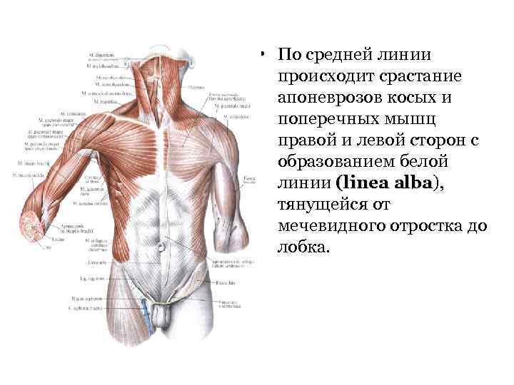  • По средней линии происходит срастание апоневрозов косых и поперечных мышц правой и