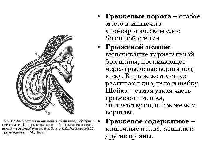  • Грыжевые ворота – слабое место в мышечноапоневротическом слое брюшной стенки • Грыжевой