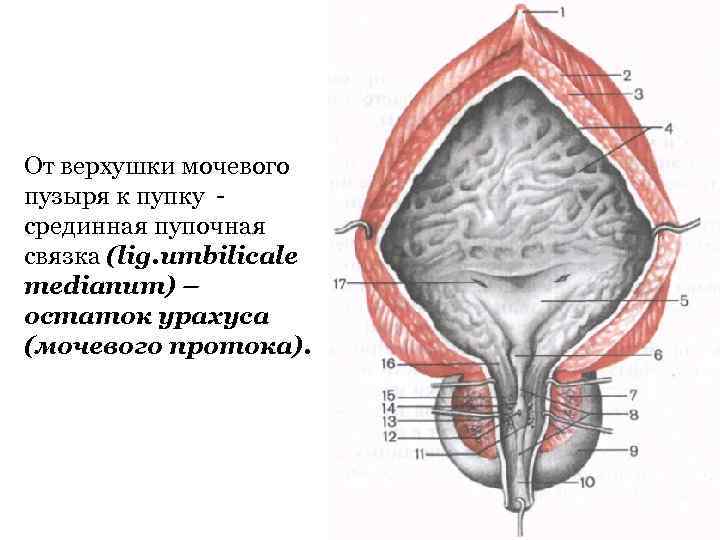 От верхушки мочевого пузыря к пупку - срединная пупочная связка (lig. umbilicale medianum) –