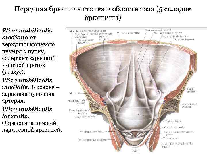 Передняя брюшная стенка в области таза (5 складок брюшины) Plica umbilicalis mediana от верхушки