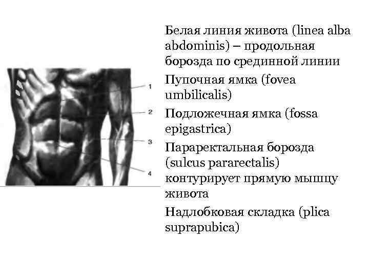 Белая линия живота (linea alba abdominis) – продольная борозда по срединной линии Пупочная ямка