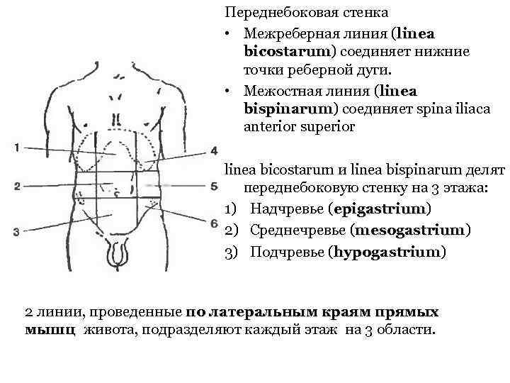 Переднебоковая стенка • Межреберная линия (linea bicostarum) соединяет нижние bicostarum точки реберной дуги. •