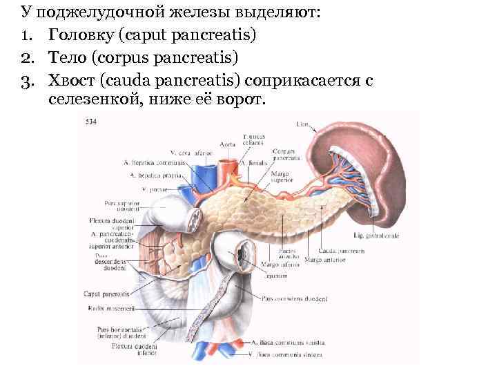У поджелудочной железы выделяют: 1. Головку (caput pancreatis) 2. Тело (corpus pancreatis) 3. Хвост