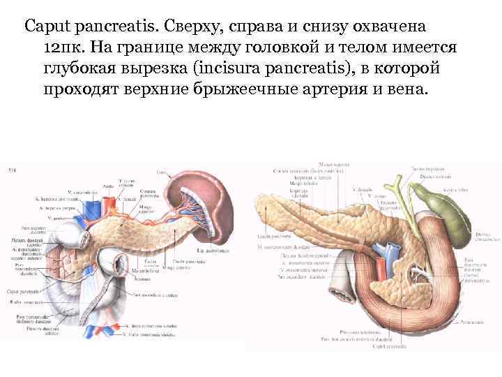 Сaput pancreatis. Сверху, справа и снизу охвачена 12 пк. На границе между головкой и