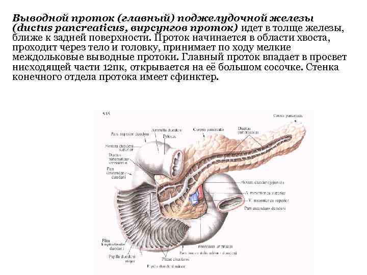 В двенадцатиперстную кишку открываются протоки печени. Главный выводной проток поджелудочной железы. Вирсунгов и санториниев проток. Санториниев проток поджелудочной железы. Основной проток поджелудочной железы.