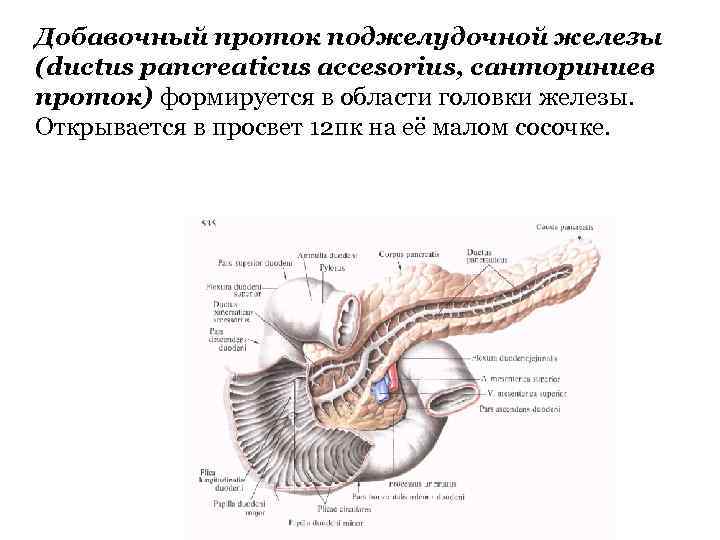 Добавочный проток поджелудочной железы (ductus pancreaticus accesorius, санториниев проток) формируется в области головки железы.