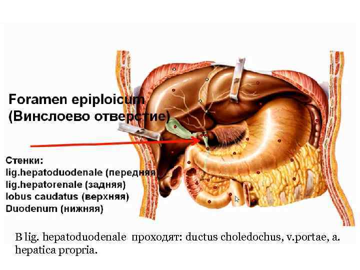 В lig. hepatoduodenale проходят: ductus choledochus, v. portae, a. hepatica propria. 