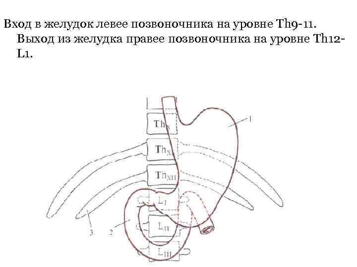 Вход в желудок левее позвоночника на уровне Th 9 -11. Выход из желудка правее