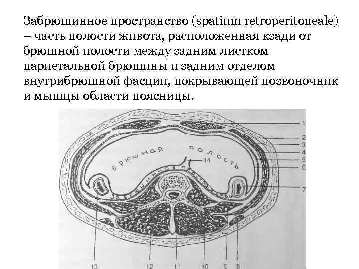 Забрюшинное пространство (spatium retroperitoneale) – часть полости живота, расположенная кзади от брюшной полости между