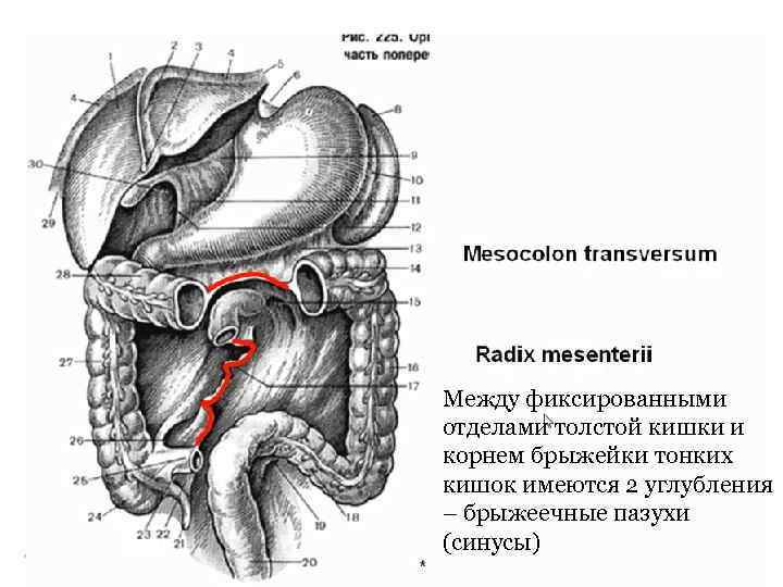 Между фиксированными отделами толстой кишки и корнем брыжейки тонких кишок имеются 2 углубления –