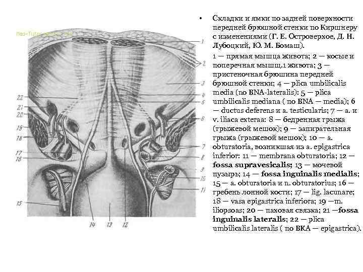  • • Складки и ямки по задней поверхности передней брюшной стенки по Киршнеру