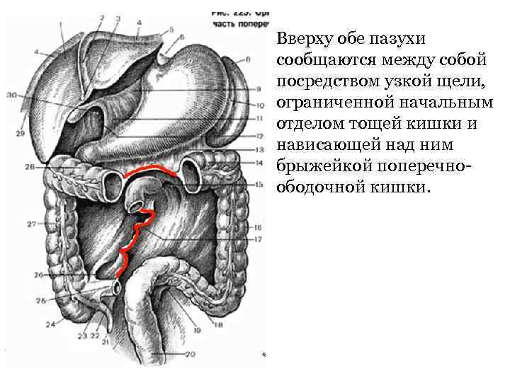 Нижняя брюшная полость. Границы Нижнего этажа брюшной полости топографическая анатомия. Отделы среднего этажа полости брюшины. Образования Нижнего этажа полости брюшины. Брыжеечные пазухи и боковые каналы.