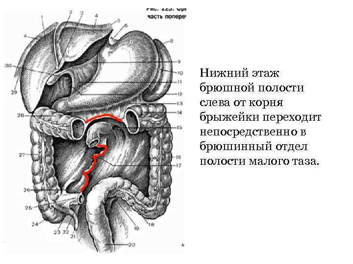 Брюшная полость с левой стороны. Отделы среднего этажа полости брюшины. Топография брюшины верхнего среднего и Нижнего этажей. Брыжейки Нижнего этажа брюшины. Анатомия органов брюшной полости.