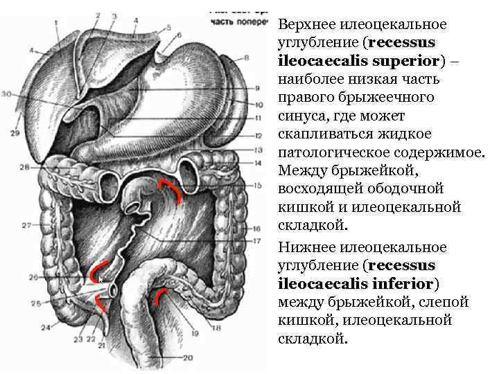 Схема распространения патологических процессов по брюшной полости