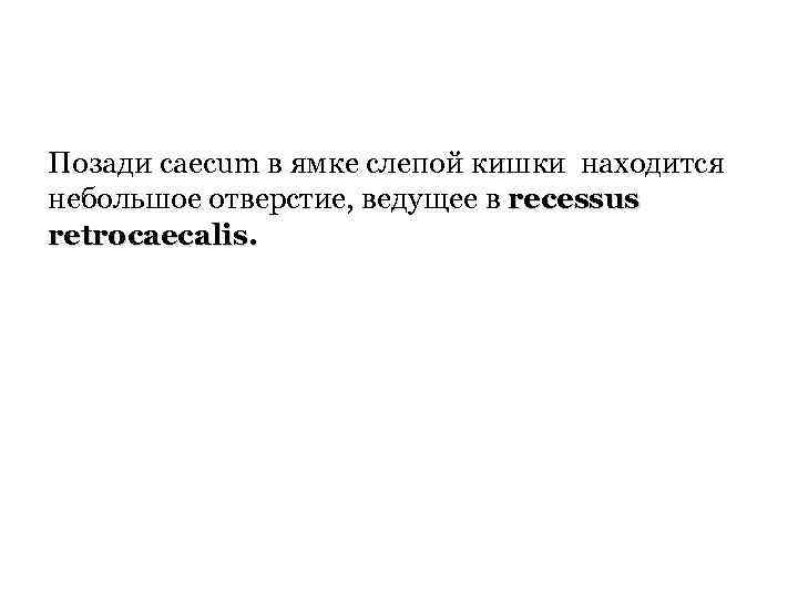 Позади caecum в ямке слепой кишки находится небольшое отверстие, ведущее в recessus retrocaecalis. 