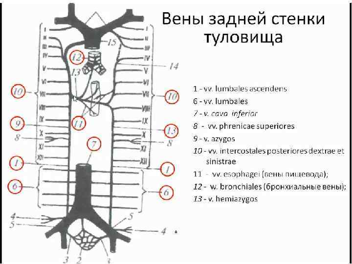 Вены брюшной полости схема