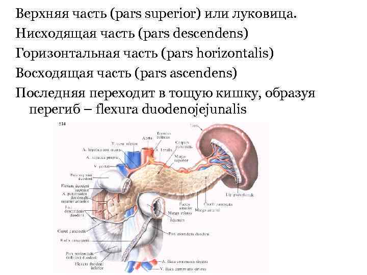 Верхняя часть (pars superior) или луковица. Нисходящая часть (pars descendens) Горизонтальная часть (pars horizontalis)