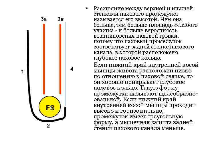  • Расстояние между верхней и нижней стенками пахового промежутка называется его высотой. Чем